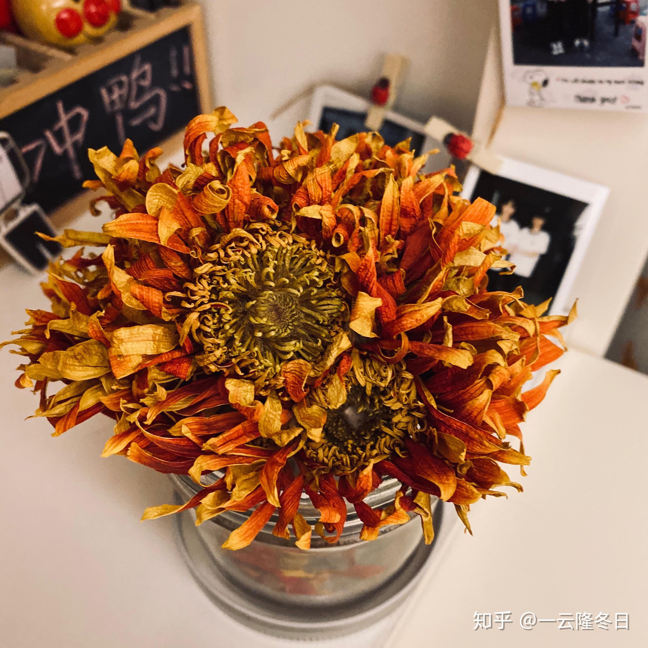 非洲菊干花怎么制作