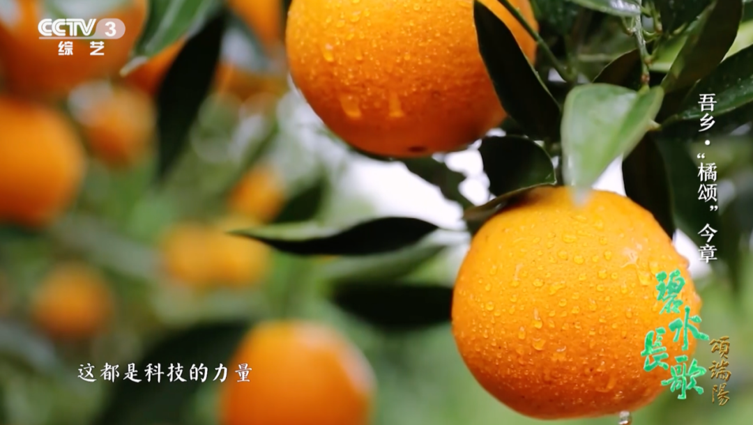 一年四季都有新鲜国产柑橘,背后离不开他 - 知乎