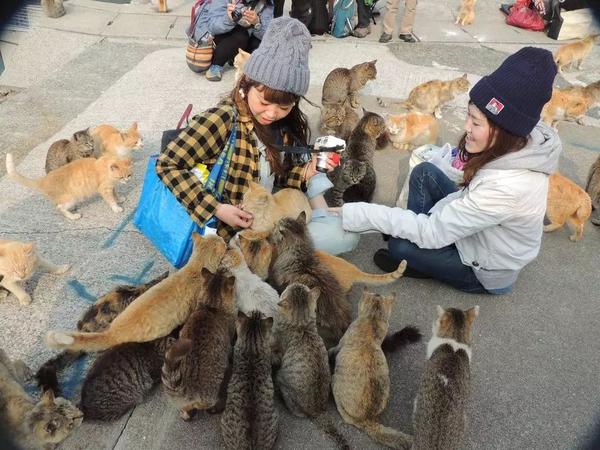 日本电影推荐 走近喵世界 猫咪物语にゃんこ系列 知乎