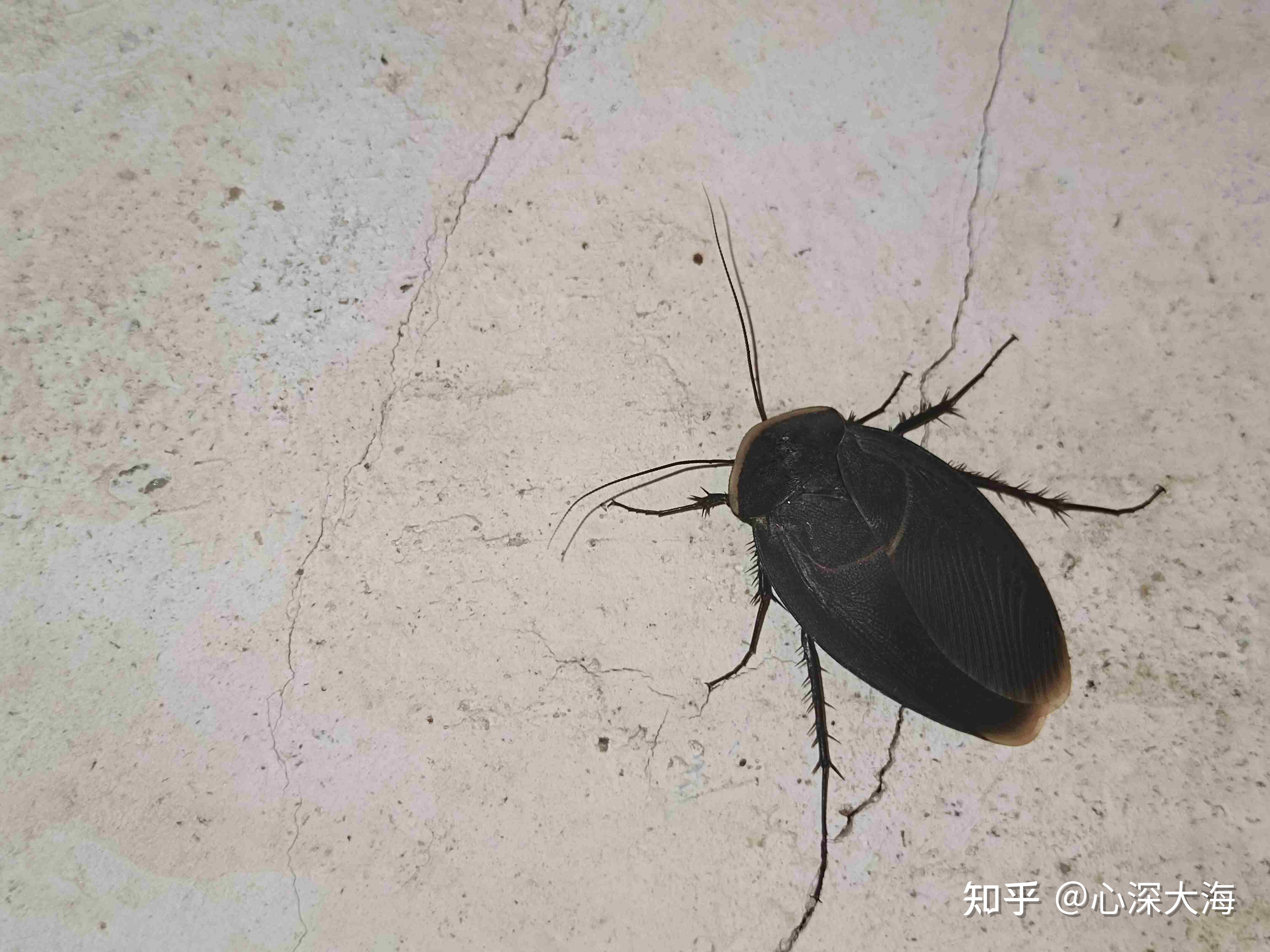 请问这圆圆黑黑的是蟑螂吗?