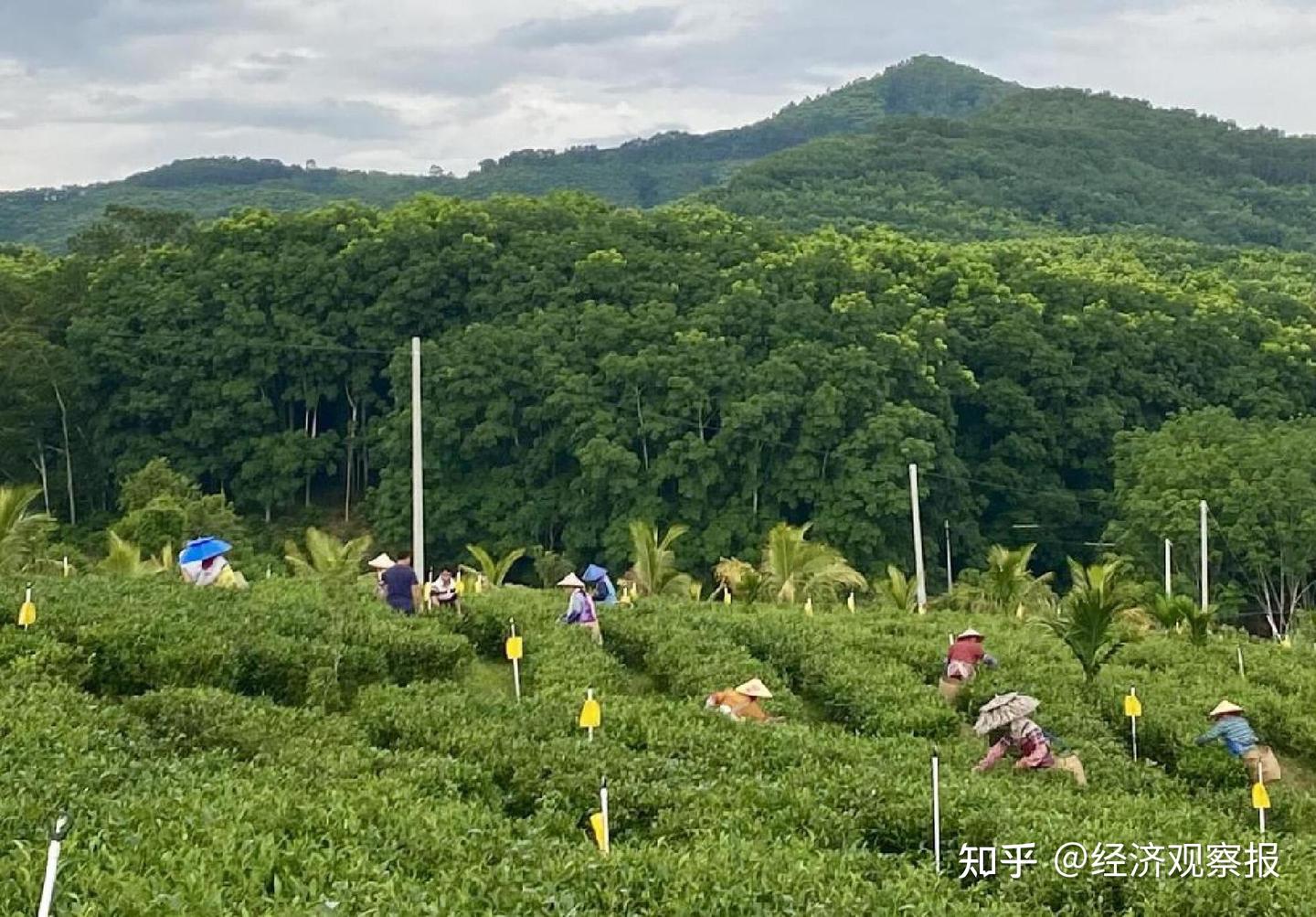 经济观察报年度“十大公益行动”发布：商业向善与民间智慧共绘“希望的田野” - 知乎