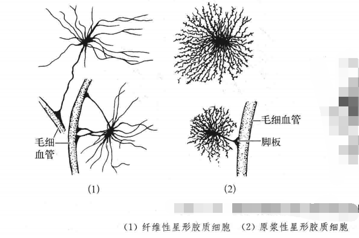神经组织 - 知乎