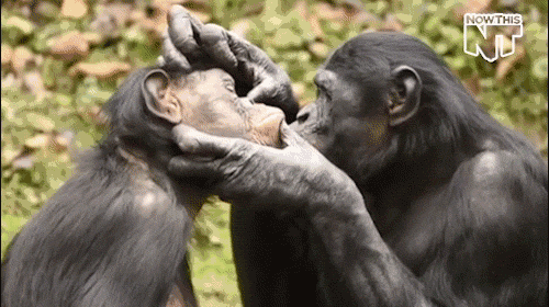 黑猩猩笑的表情包图片