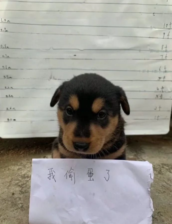 笑到肚子疼的沙雕搞笑幽默图片(一二八) - 知乎