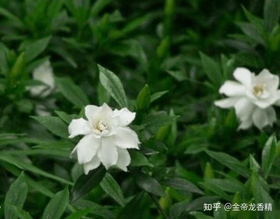 香精与香料(118)—栀子花 - 知乎