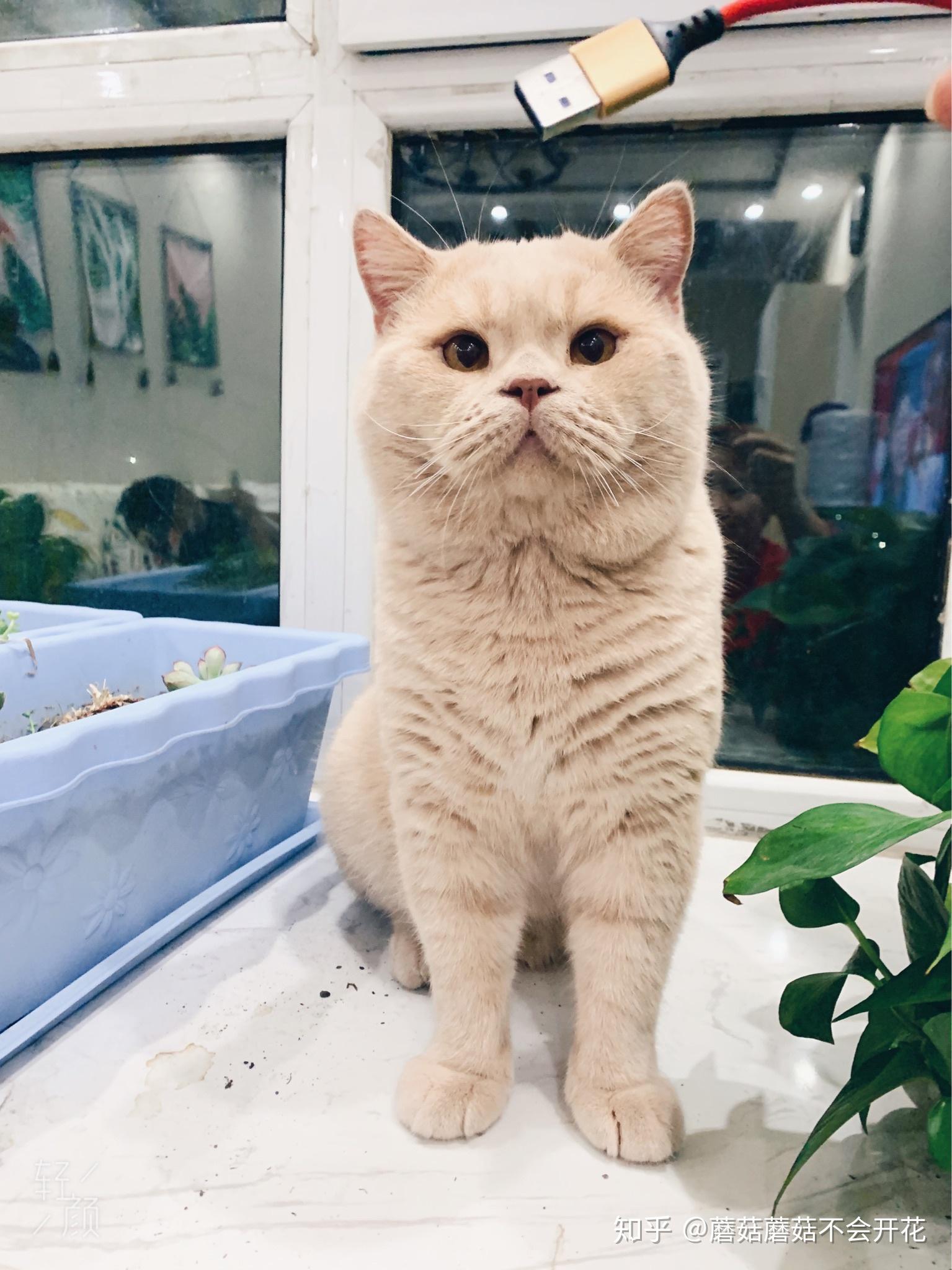 养一只稀有乳色英短是怎样的体验