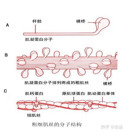 组胚学习笔记:肌组织 - 知乎