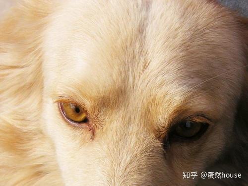 狗狗生病长了耳螨 别担心 自己动手就能解决 知乎
