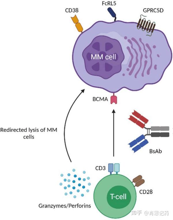 记住所有FDA生物药 | BCMA×CD3双抗 | Elrexfio® Elranatamab | 多发性骨髓瘤 - 知乎