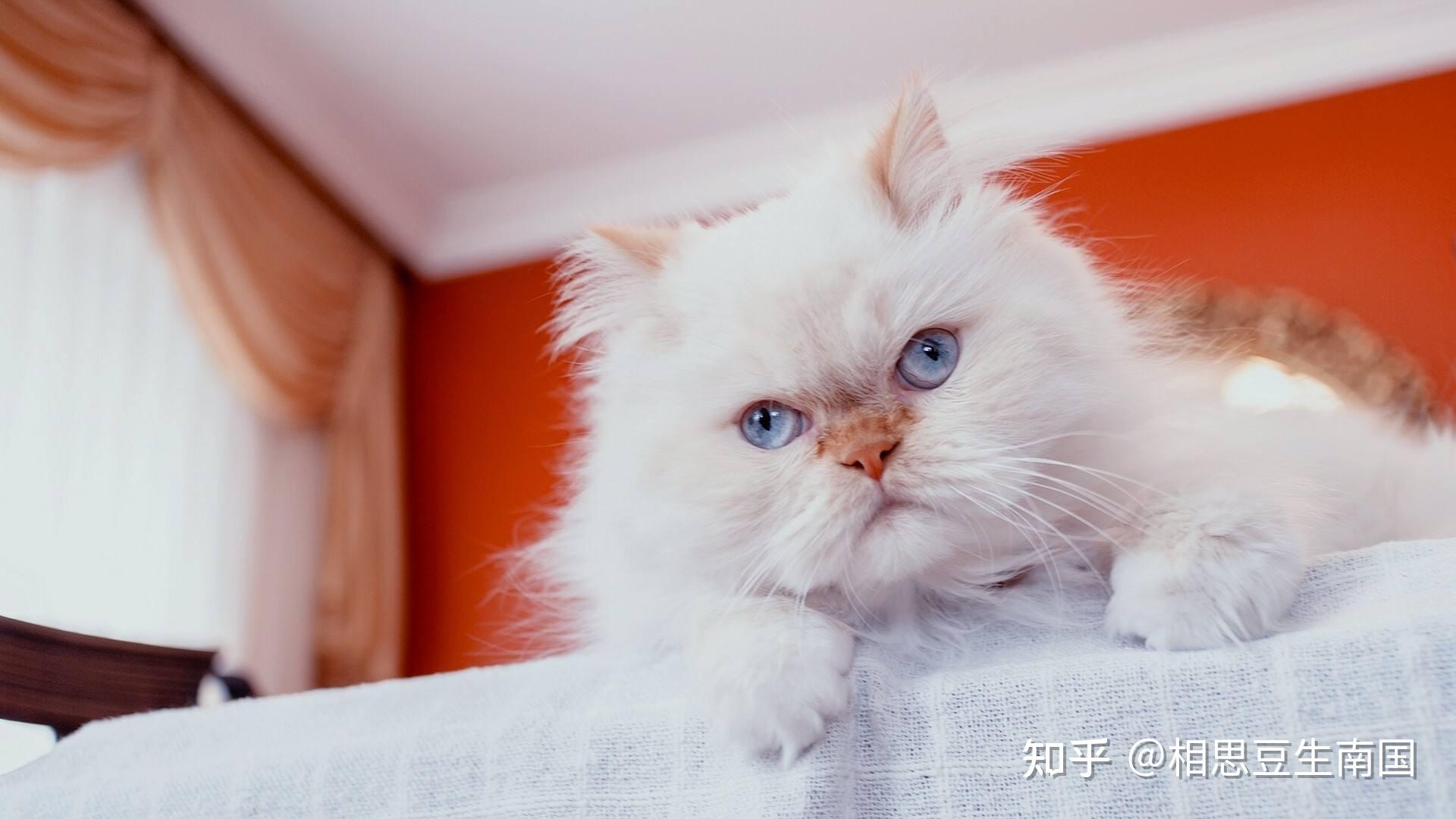 蓝眼猫多少钱一只蓝眼猫价格