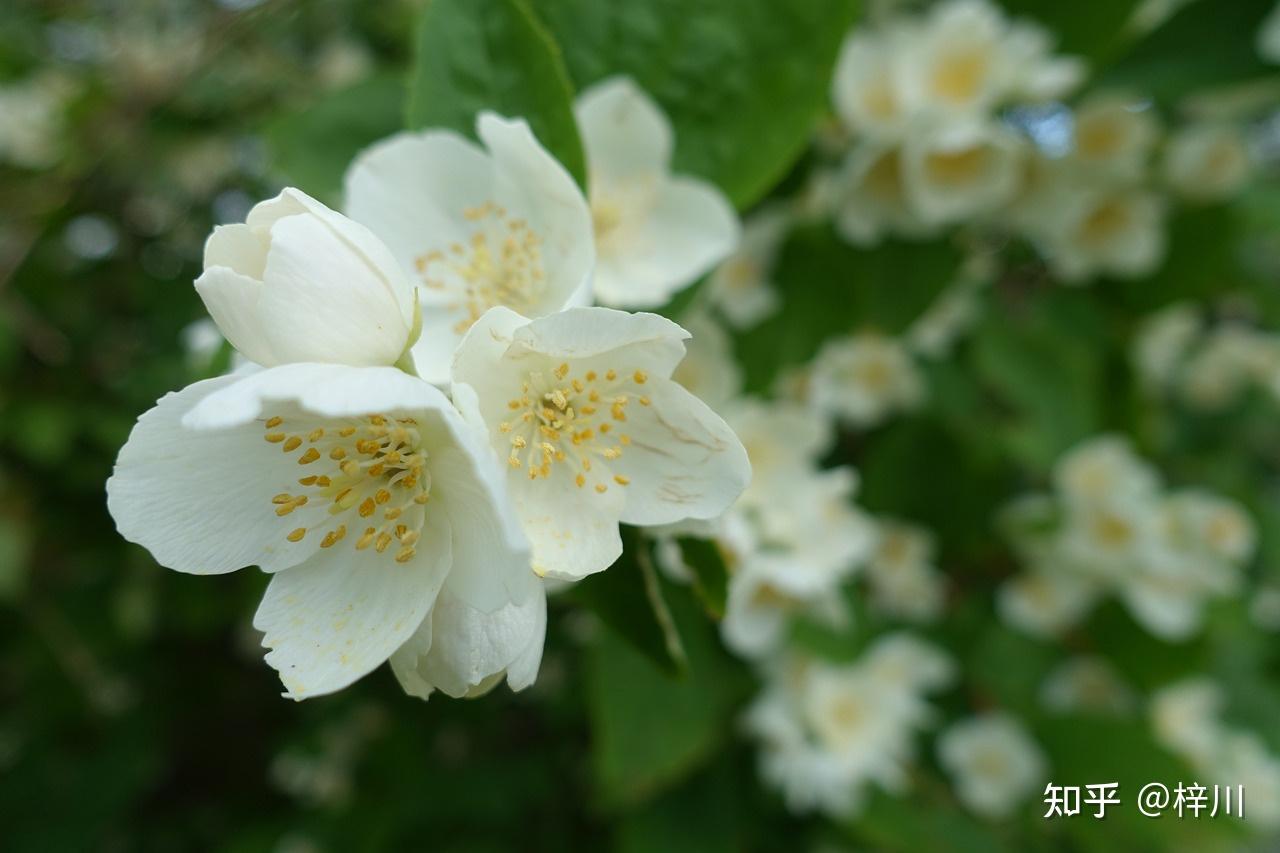 影响茉莉花生长的因素有哪些? - 知乎