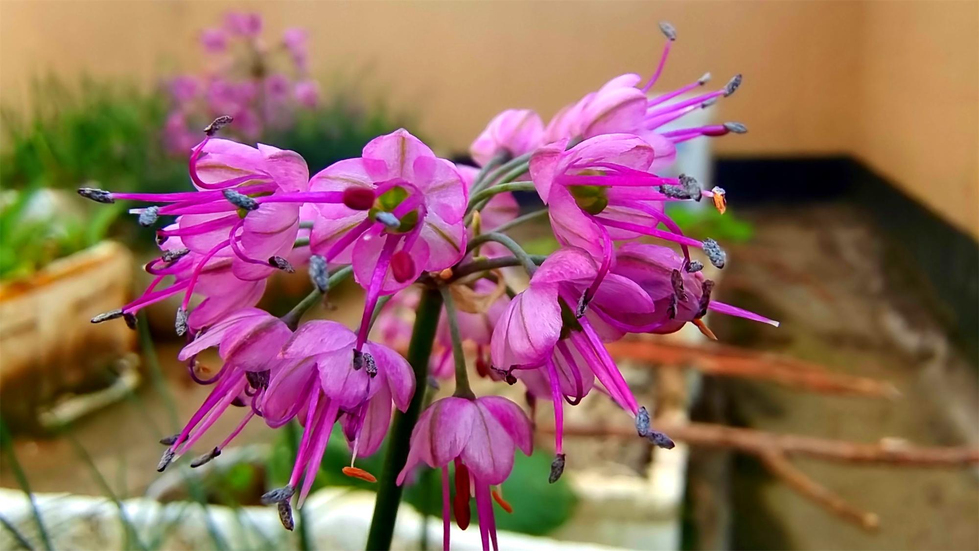 美丽吉安之赏花系列:初冬时节 藠头花开