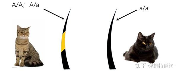 英国短毛猫繁育的秘密之毛色篇 知乎