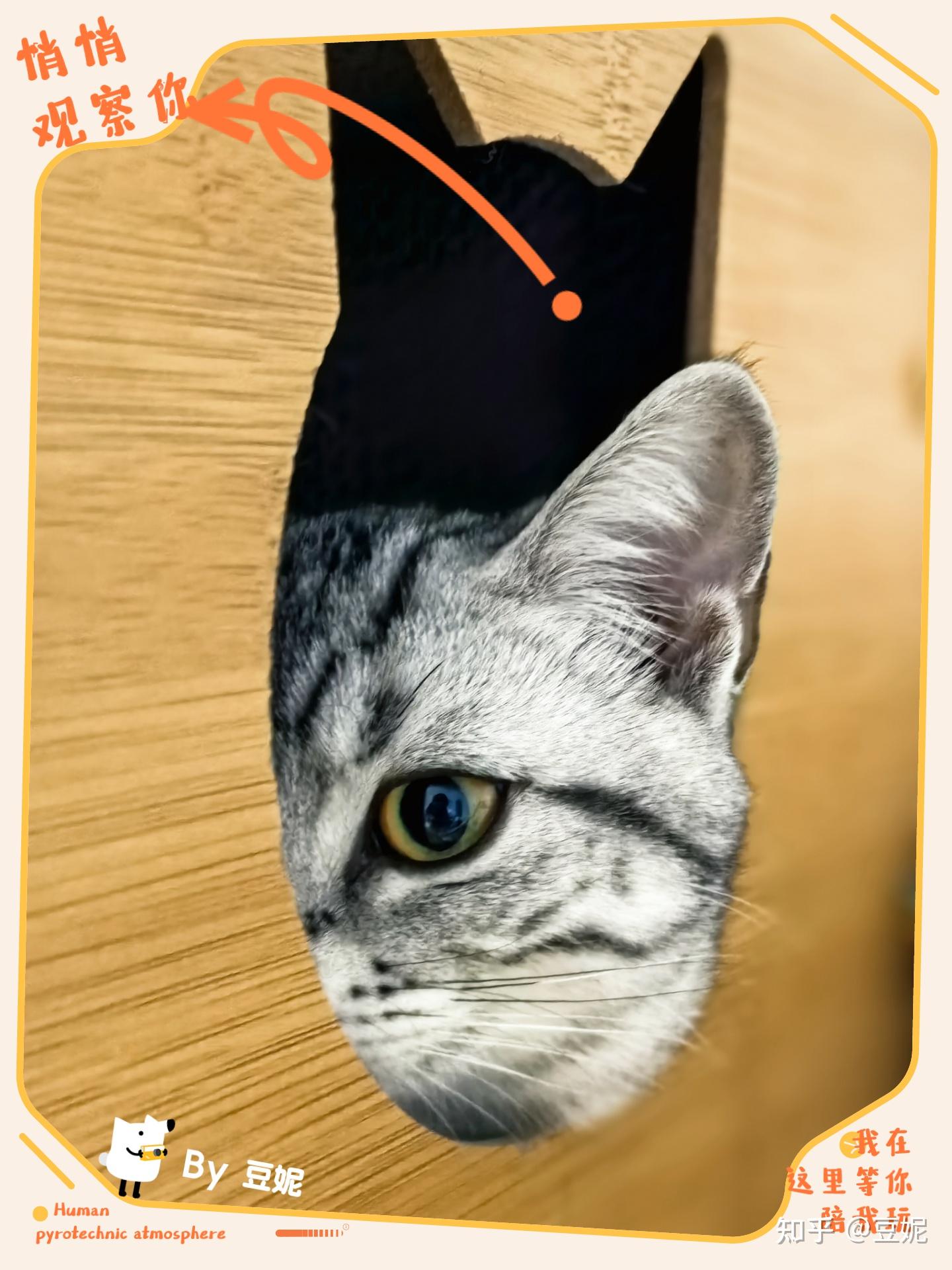 猫老是喜欢开柜子该怎么办呢? - 知乎
