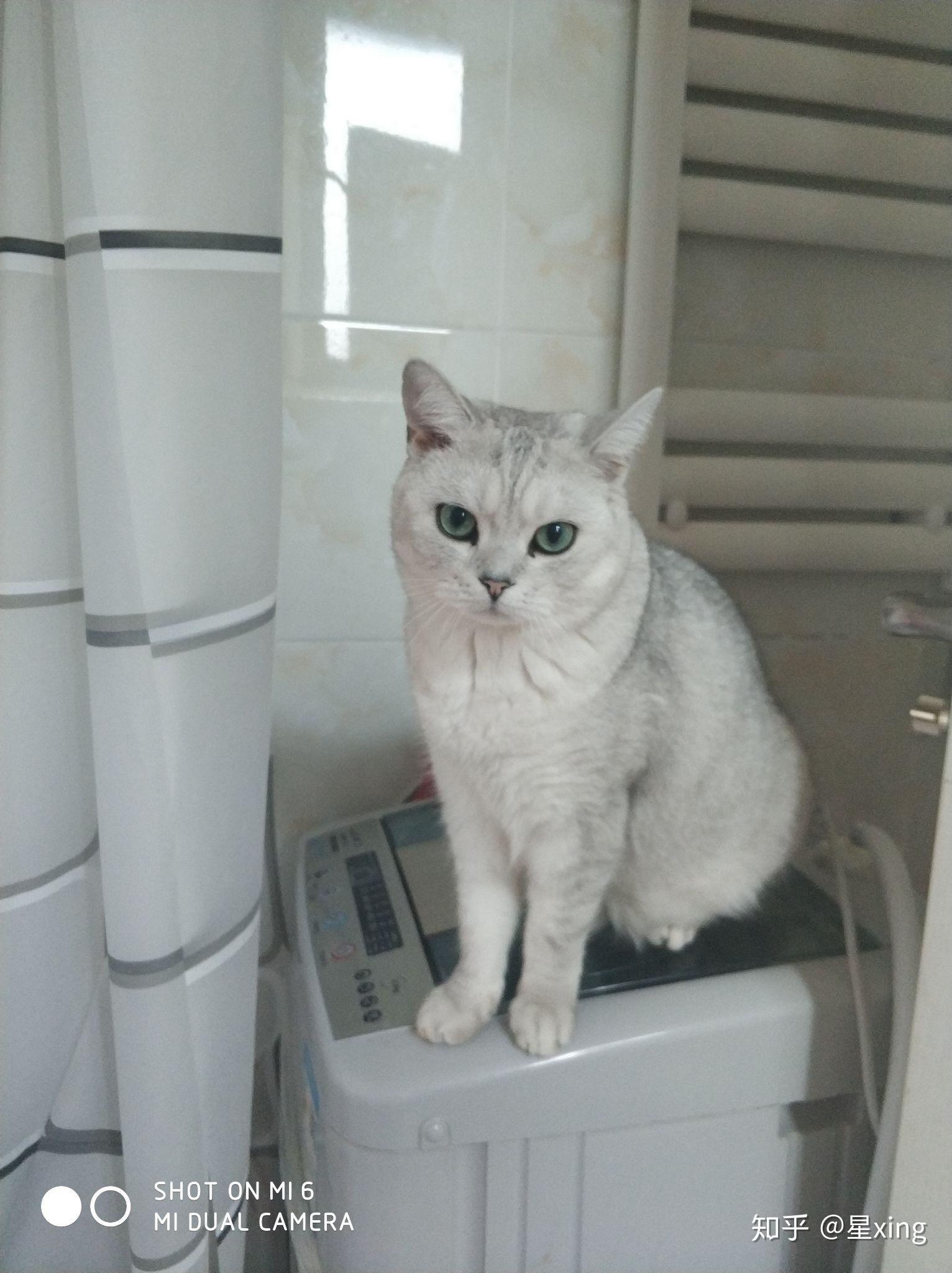 银渐层背部为什么这么黑? - 知乎