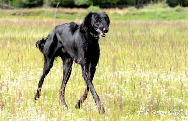 为什么中国细犬数量稀有? - 知乎