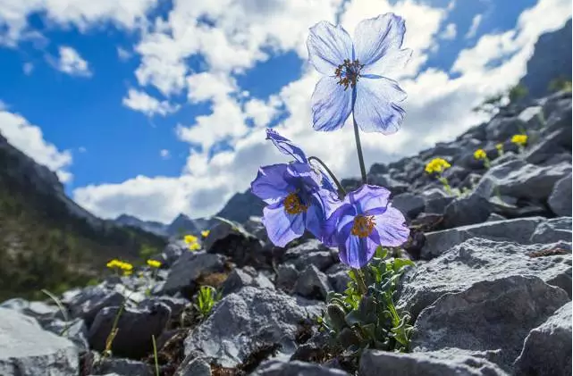 许巍歌中的"蓝莲花",就怒放在青藏高原的后花园.