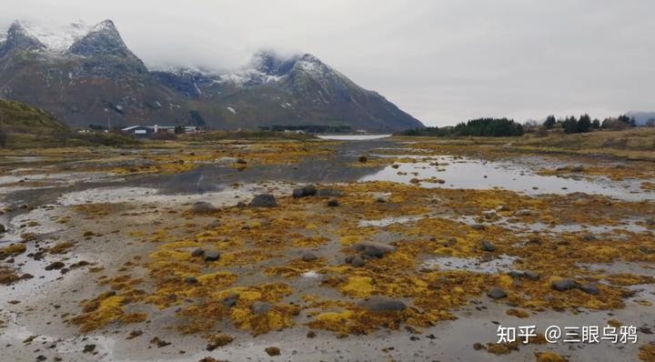 如果将 20 只狼和 500 只鹿放进同一孤岛，最后谁能活下来？