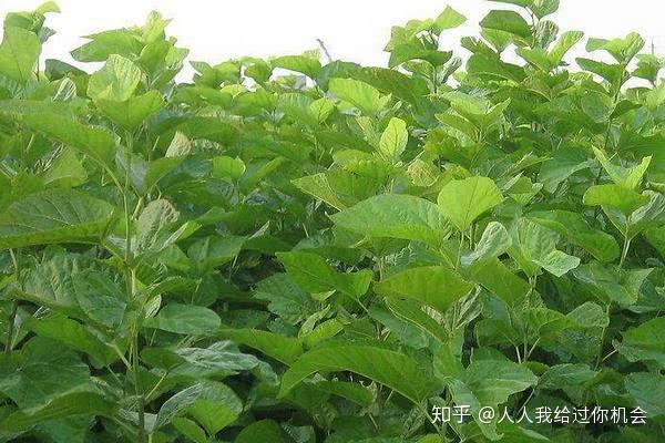 最新高效栽桑养蚕新技术！鸟基地博客为你分享栽桑养蚕新技术！ - 知乎