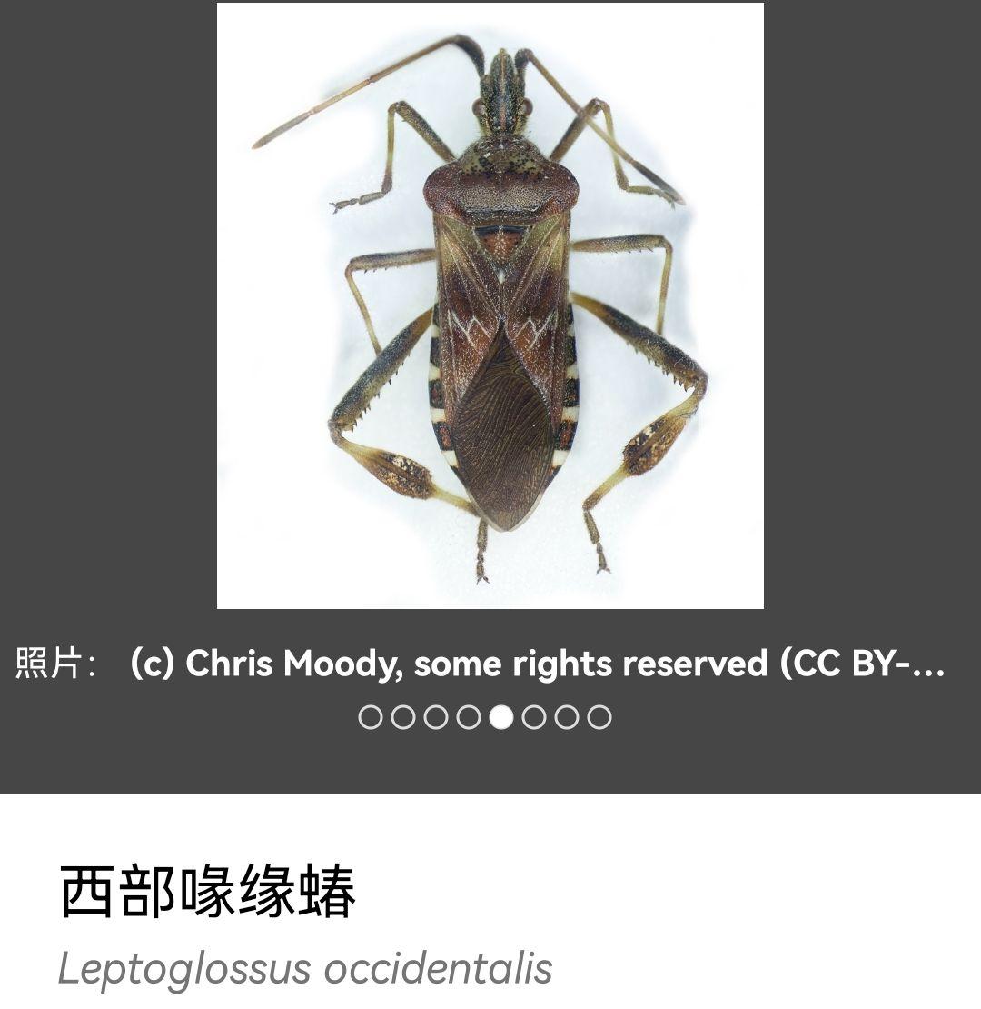 请问,这个是锥蝽吗?