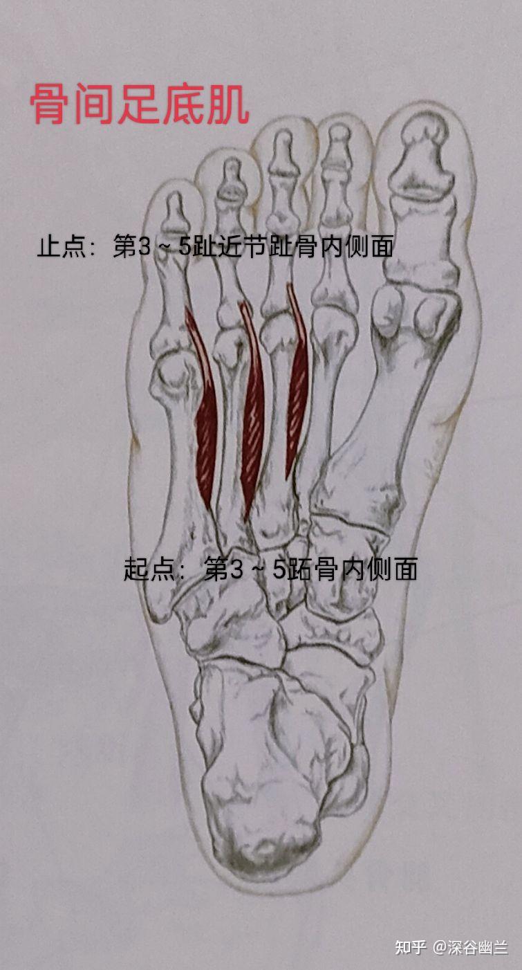 足骨间肌图片