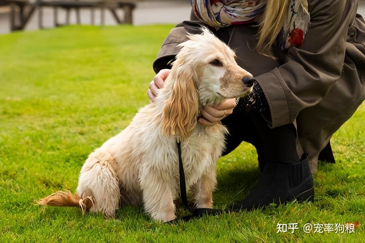 网友:原来我家狗在和我"告别",只恨当初没看懂! - 知乎