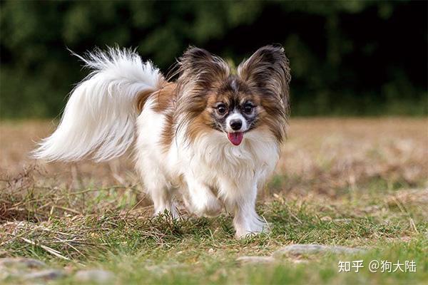 5只"无攻击性"的小型犬,温顺善良,适合有孩家庭饲养