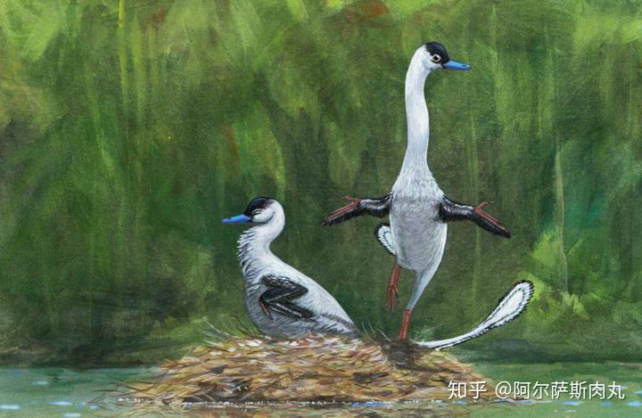 为什么大众仍然不接受鸟类源于恐龙？