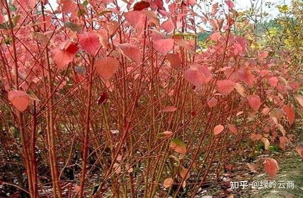 园林人需要了解的“观干植物”! - 知乎