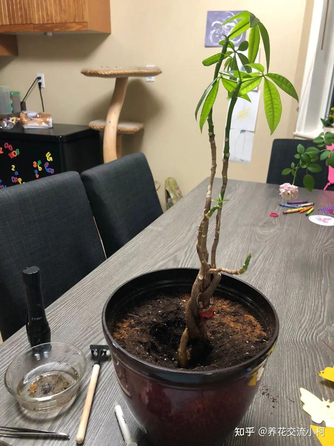 我们还可以在市场上看到一些编织成辫子状的发财树就是几根发财树枝