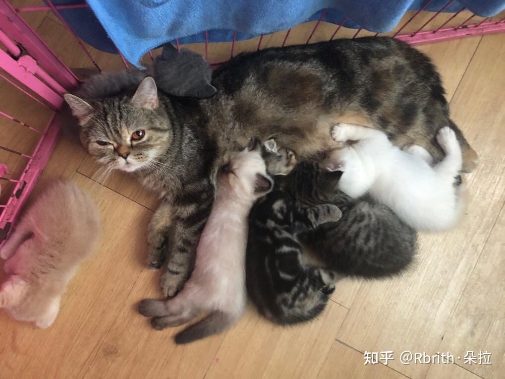 想问一下蓝猫和虎斑配出来是什么样子的