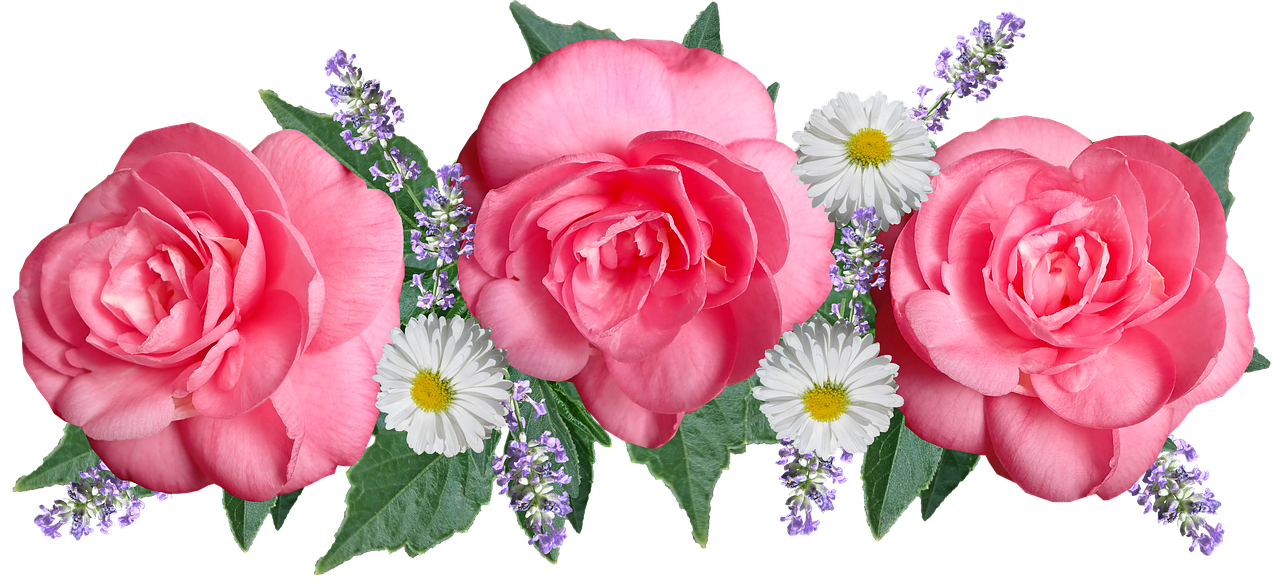 3. 修剪前后对比