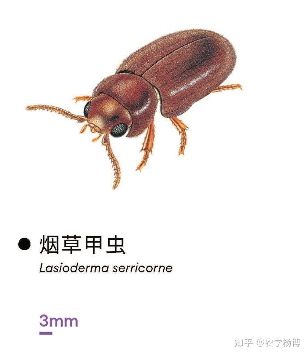 提问各位大神们 请问这是烟草甲虫吗?