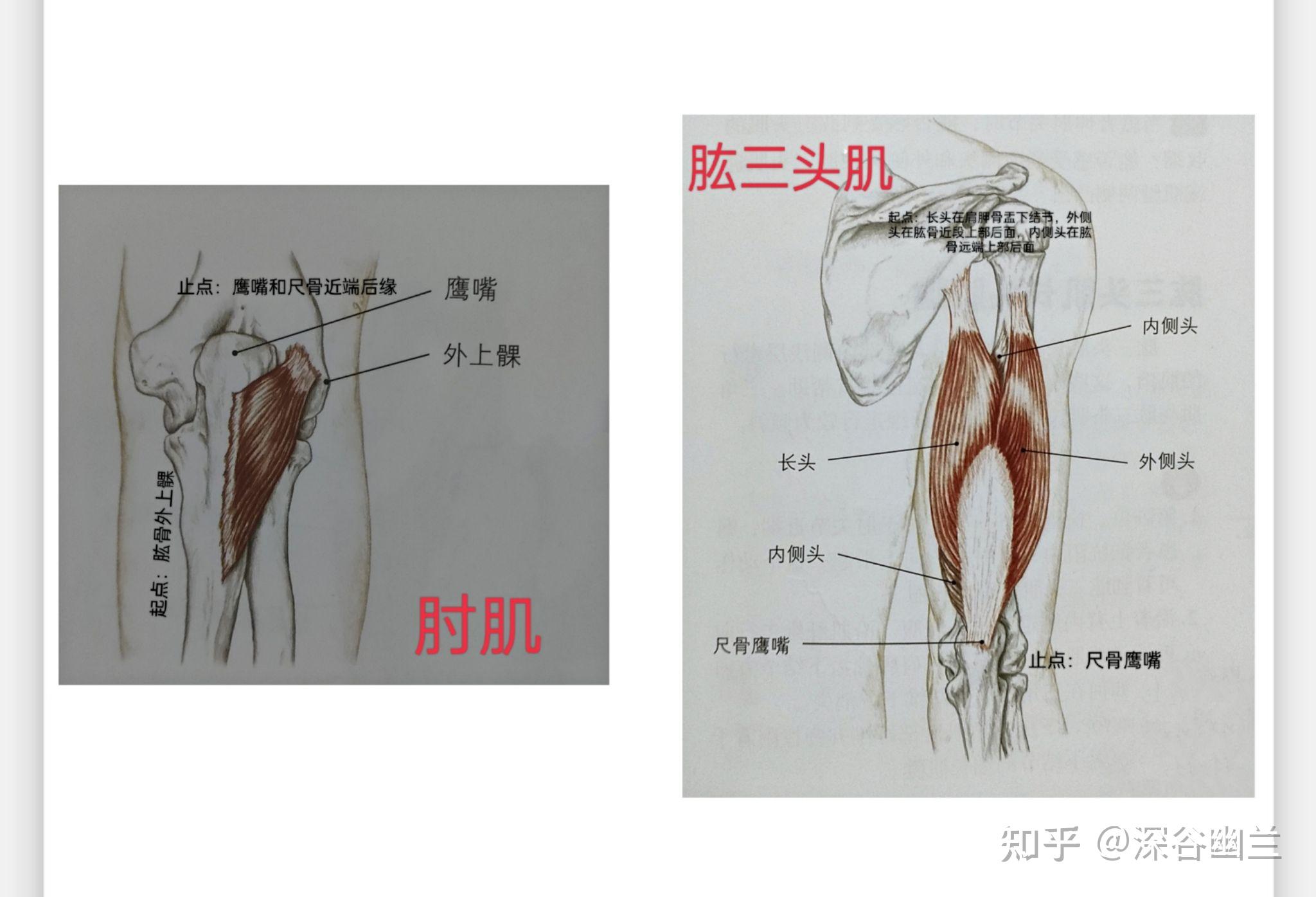 肱桡肌疼痛是什么原因图片