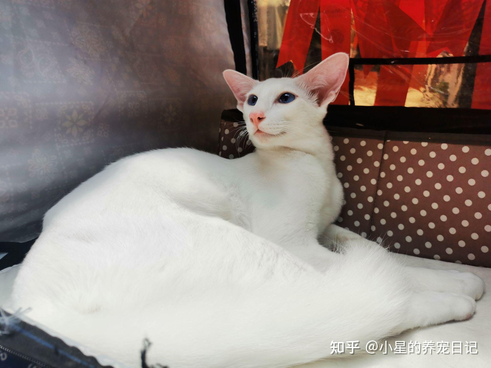 东方长毛猫而今天