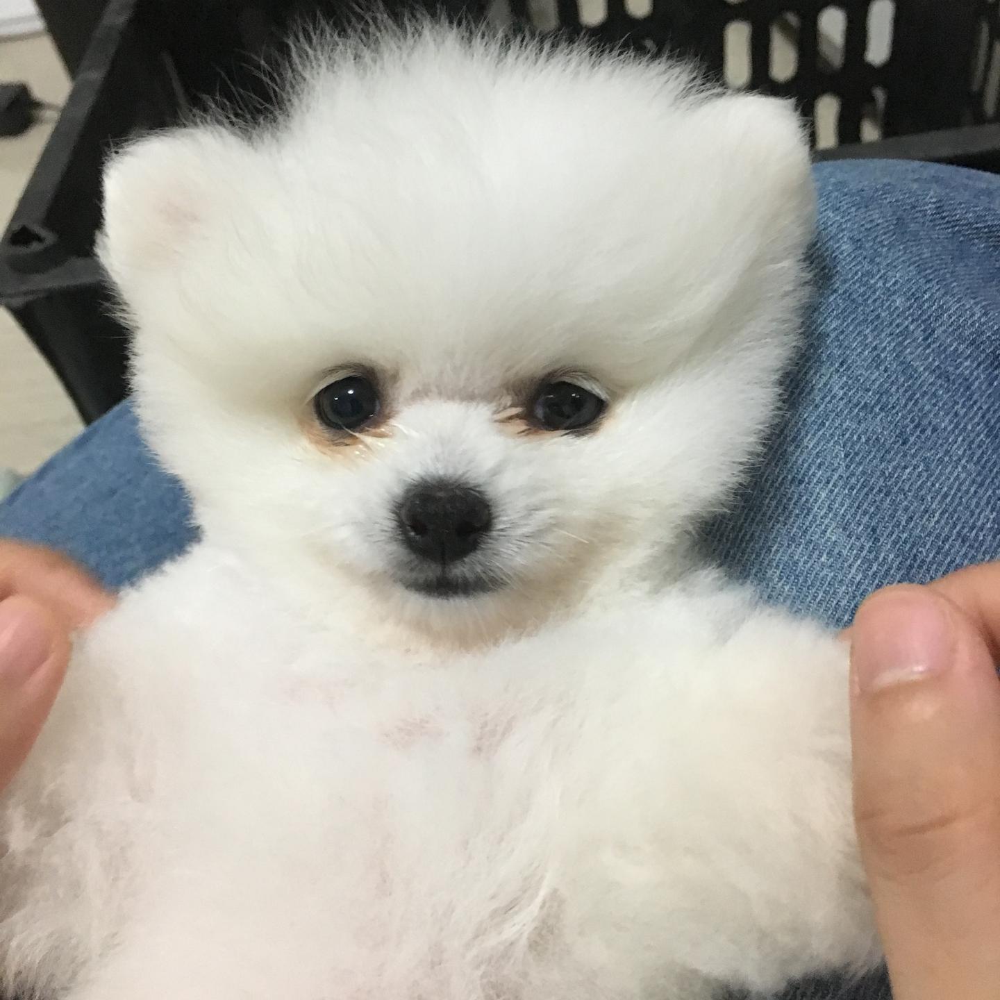 两个多月大的博美 陪伴了我们一个星期就离开了 真的好难过 知乎 两个多月大的博美 陪伴了我们一个星期就离开了 真的好难过 知乎