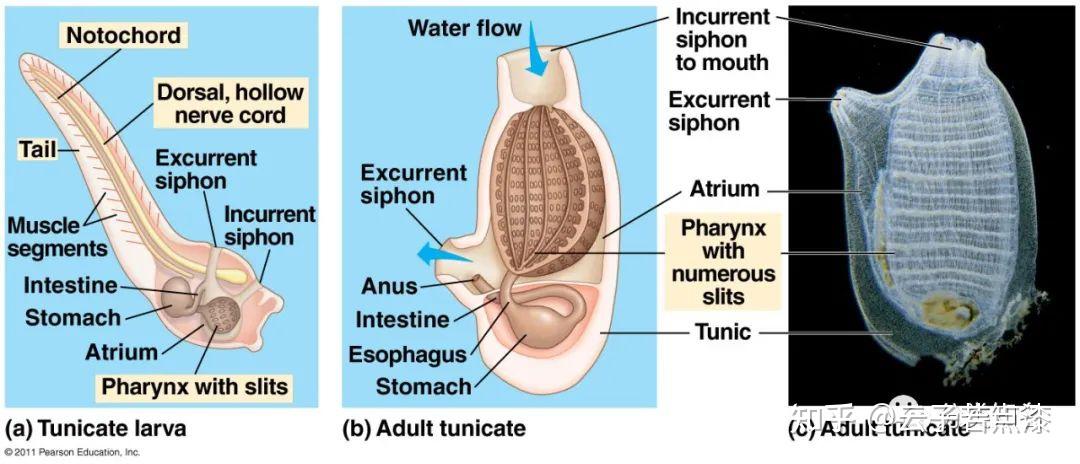 有没有介绍海洋生物大全包括生活习性样貌的书籍网站或