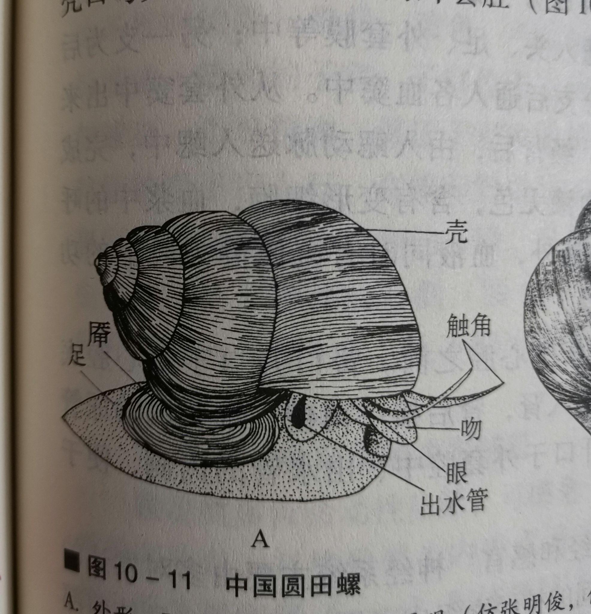 螺有眼睛吗? - 知乎
