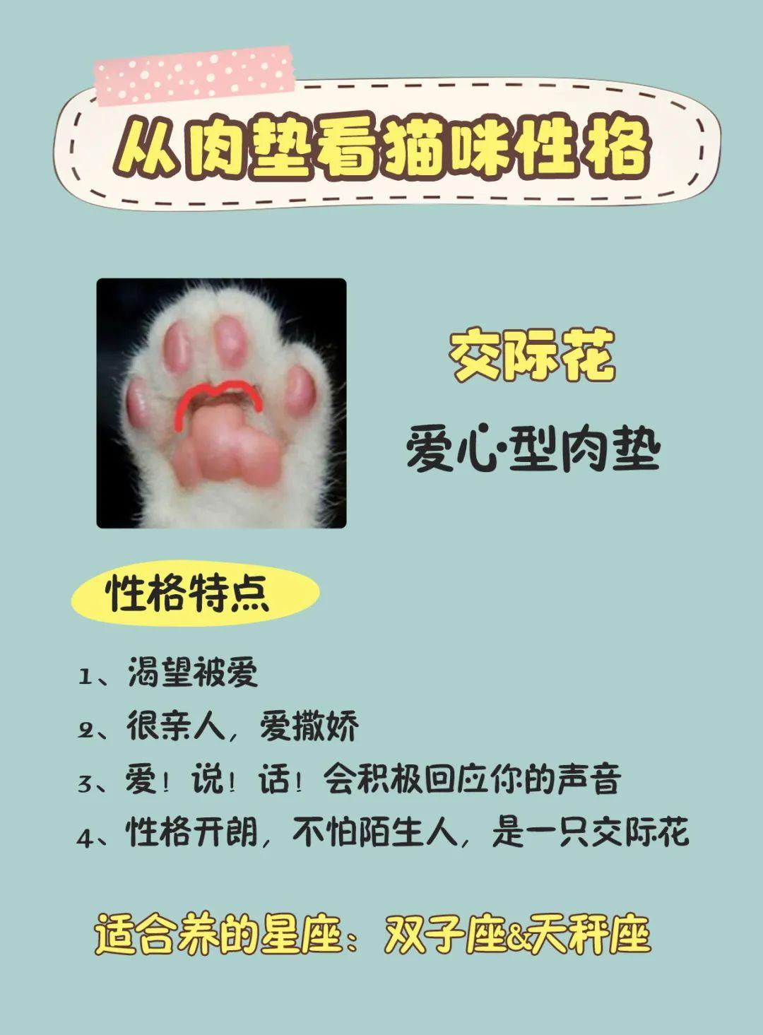 猫脚垫看性格图片