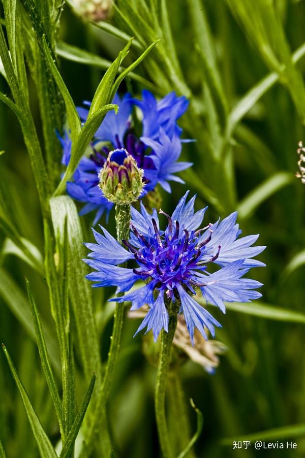 cornflower