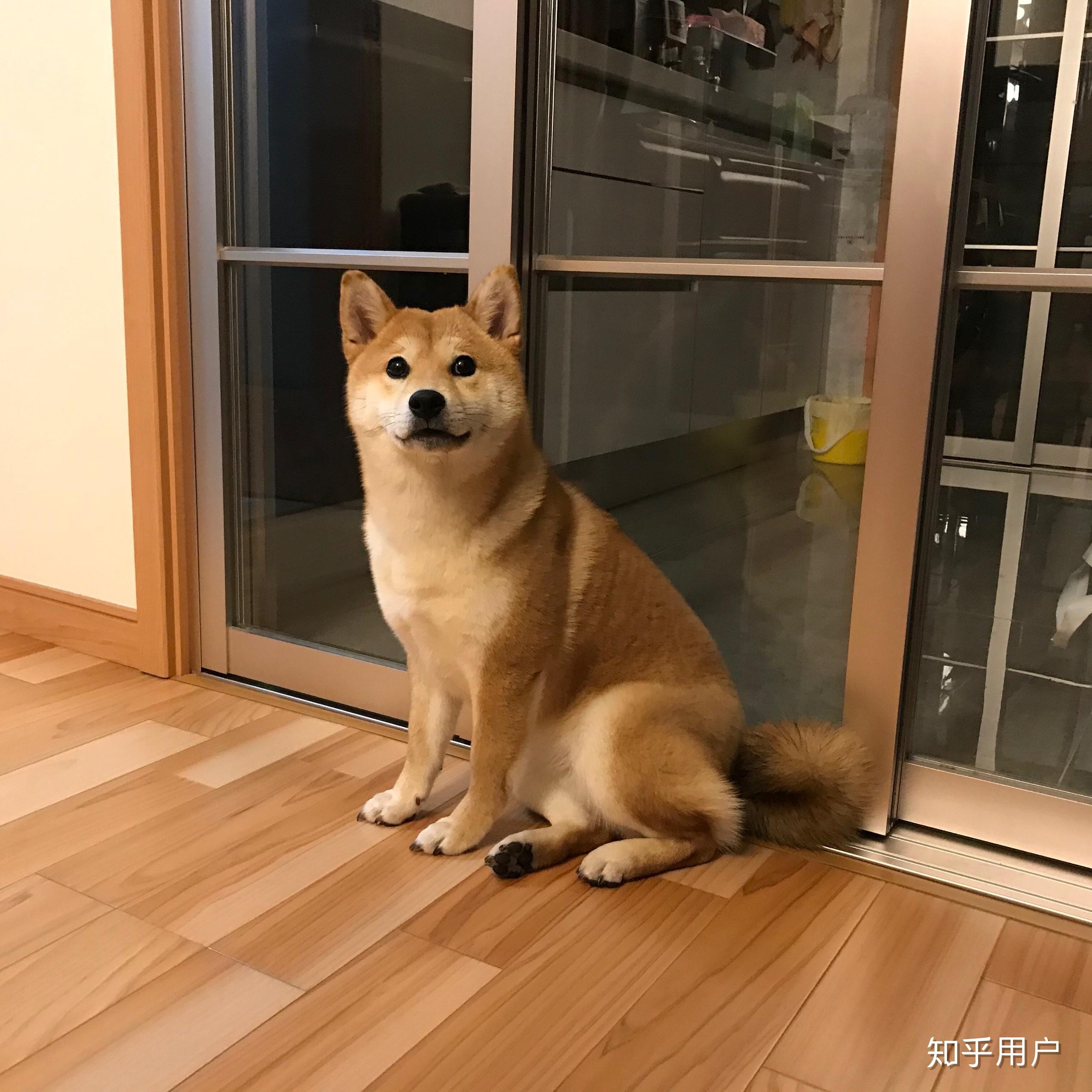 柴犬这么坐着有问题嘛