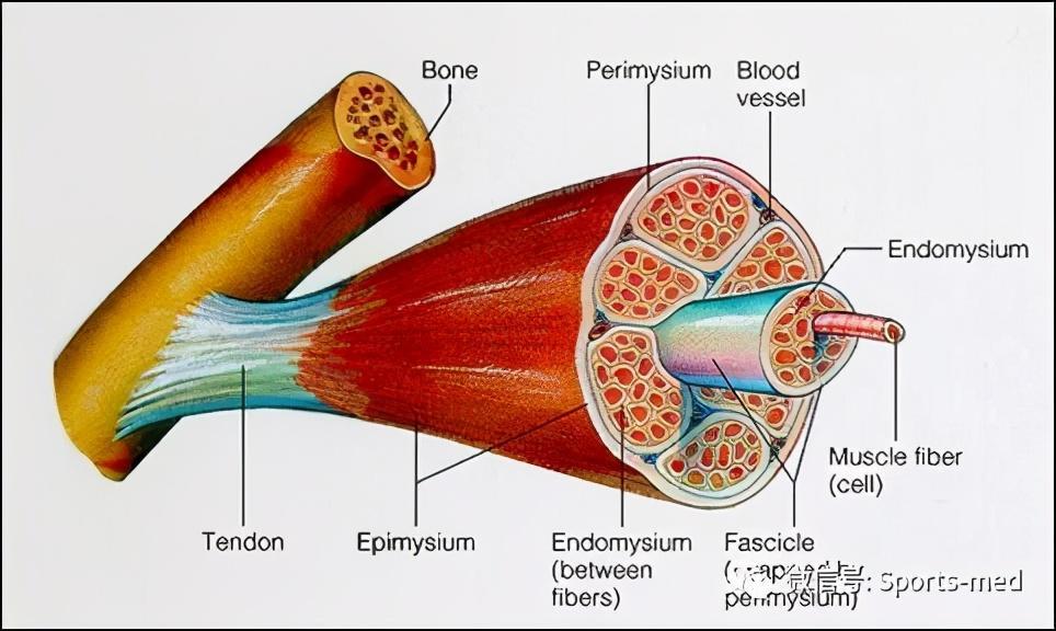 小龙虾与横纹肌溶解综合征