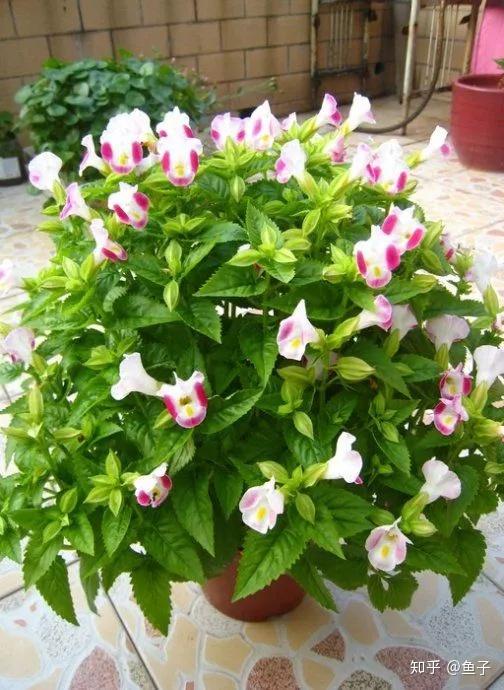 夏日花卉推荐:夏堇的鉴赏与栽培养护 - 知乎