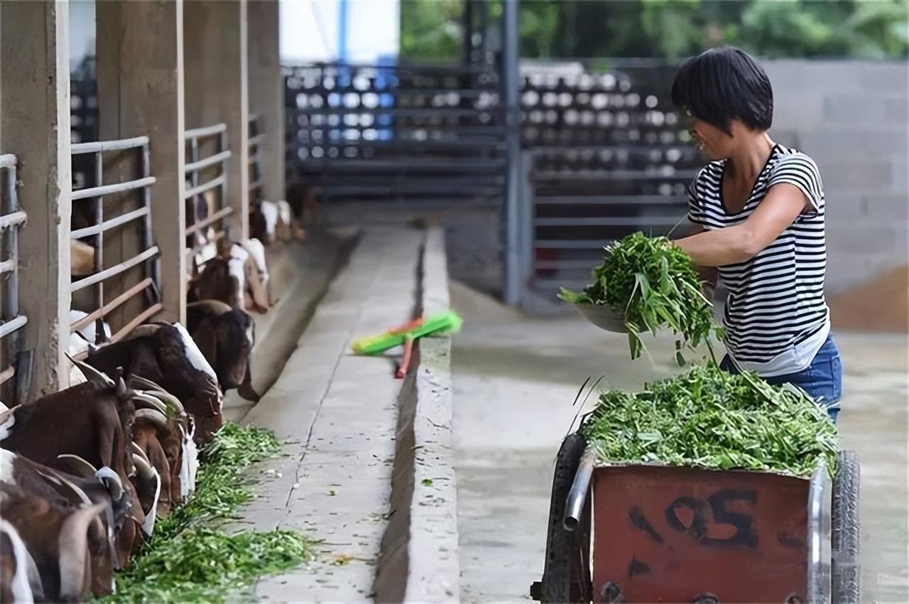 养猪:由于巨菌草是一种高蛋白的草,可以用之