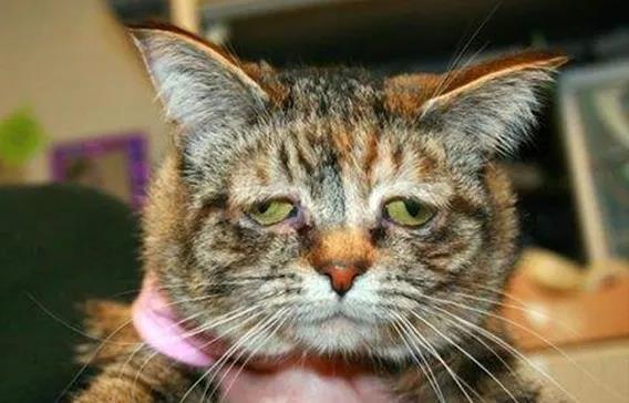 一只猫能长得有多潦草