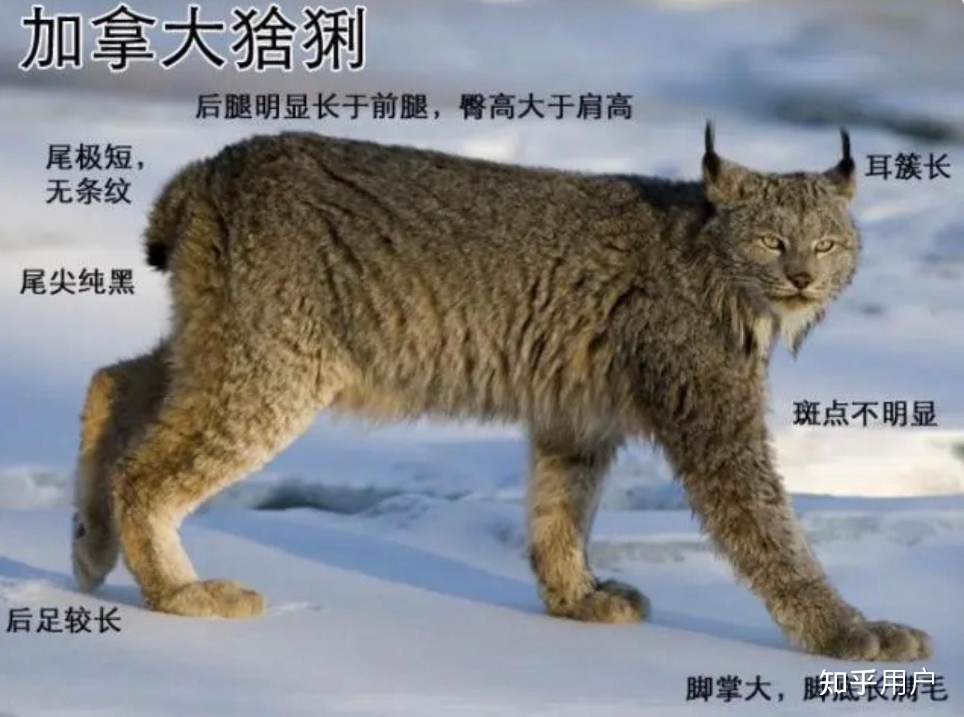 缅因猫和猞猁有什么关系? - 知乎