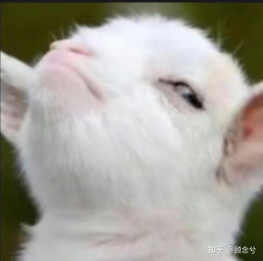请问有没有抖音 小羊的表情包? - 知乎