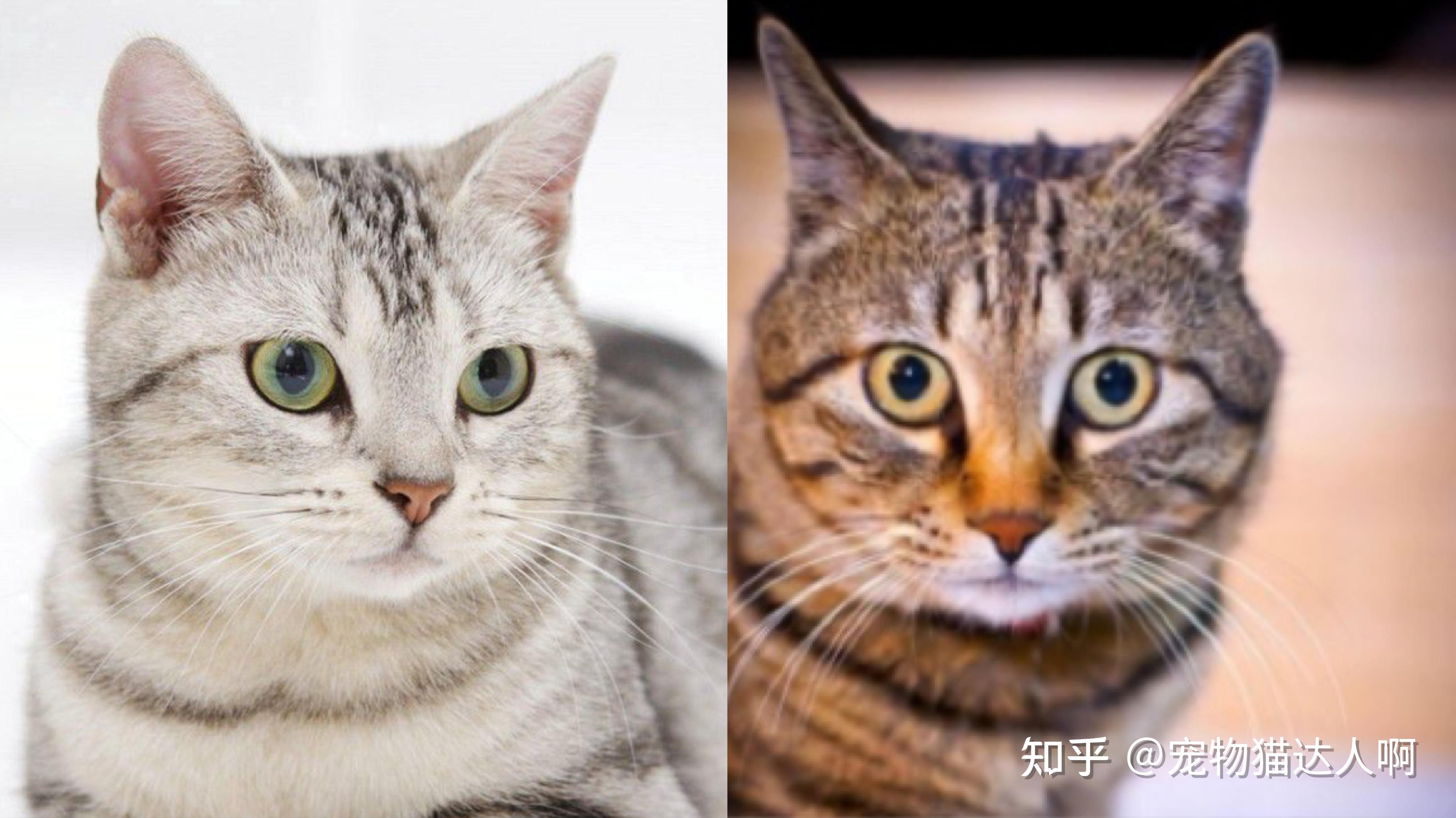 看图识猫:教你区分“美短”和“狸花猫”的不同之处!