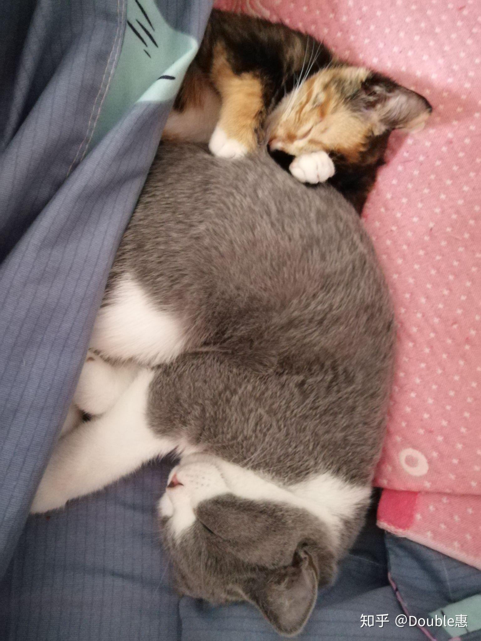 大家有可爱的猫猫抱在一起睡觉的视频或图片嘛