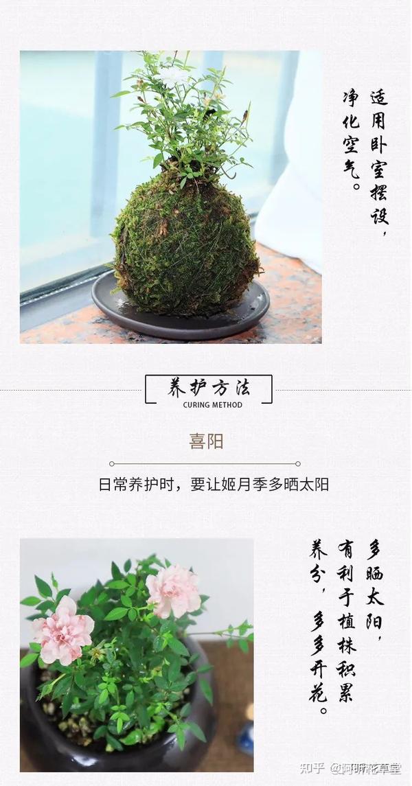 姬月季日本姬花卉植物室内绿植小盆栽四季花开办公桌小摆件 知乎